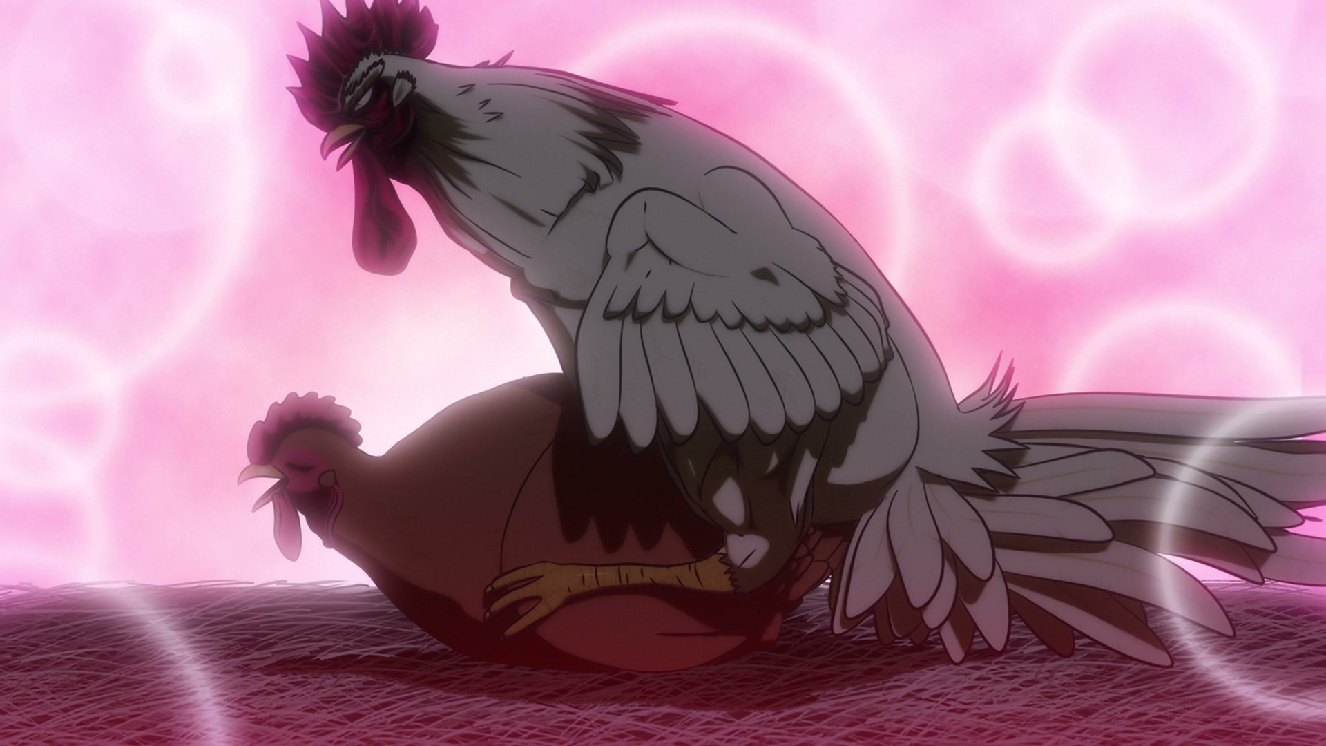 galo dando um picada